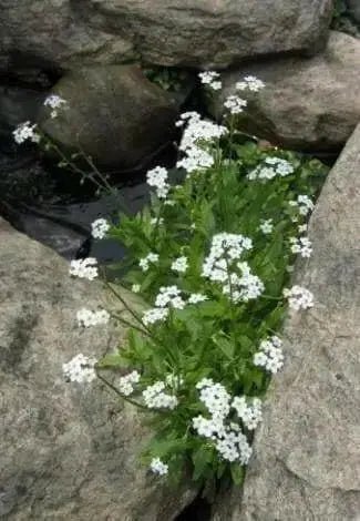 Forget Me Not -White FLOWERS, Groundcover - Caribbean garden seed