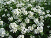 Forget Me Not -White FLOWERS, Groundcover - Caribbean garden seed