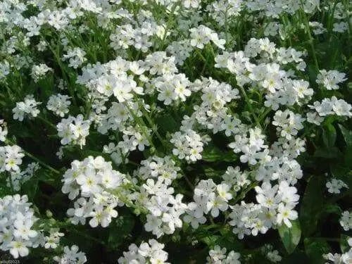 Forget Me Not -White FLOWERS, Groundcover - Caribbean garden seed