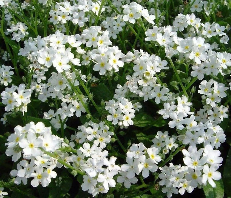Forget Me Not -White FLOWERS, Groundcover - Caribbean garden seed