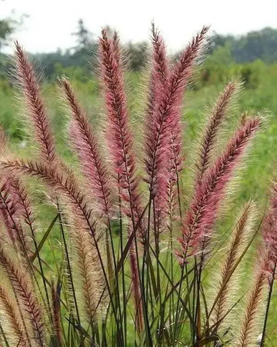 Fountain Grass Seeds - Rueppelii,,Rose Fountain Grass,One of the most popular ornamental grasses - Caribbean garden seed