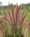 Fountain Grass Seeds - Rueppelii,,Rose Fountain Grass,One of the most popular ornamental grasses - Caribbean garden seed