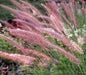 Fountain Grass Seeds - Rueppelii,,Rose Fountain Grass,One of the most popular ornamental grasses - Caribbean garden seed