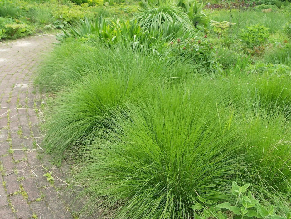 FOUNTAIN GRASS Seeds, 'Pixie Fountain',t ornamental grass for cool temperature - Caribbean garden seed