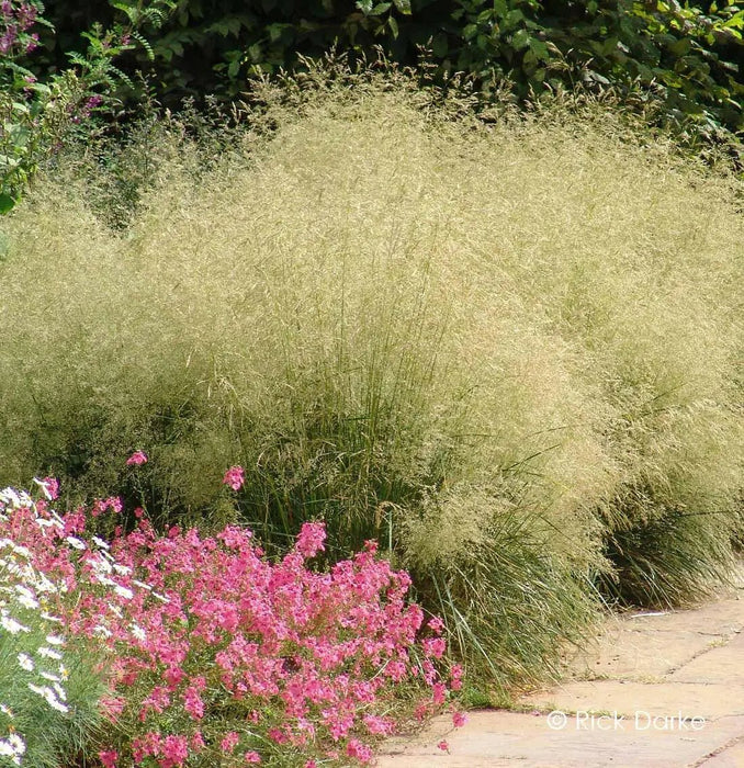 FOUNTAIN GRASS Seeds, 'Pixie Fountain',t ornamental grass for cool temperature - Caribbean garden seed