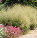 FOUNTAIN GRASS Seeds, 'Pixie Fountain',t ornamental grass for cool temperature - Caribbean garden seed
