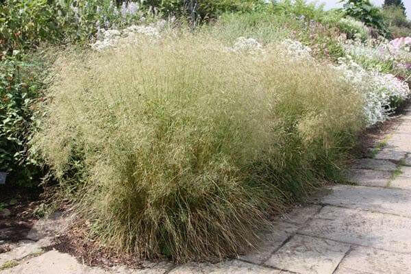 FOUNTAIN GRASS Seeds, 'Pixie Fountain',t ornamental grass for cool temperature - Caribbean garden seed