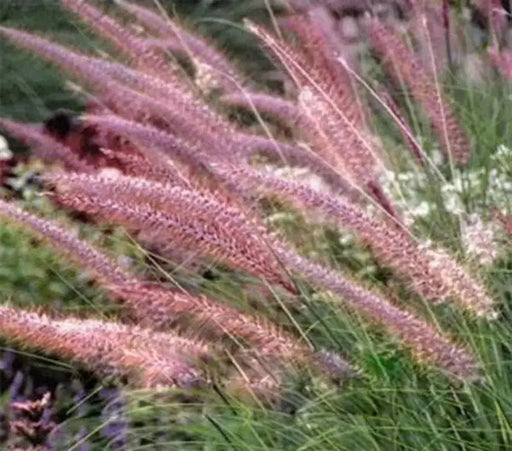 Fountain Grass Seeds - Rueppelii,,Rose Fountain Grass,One of the most popular ornamental grasses - Caribbean garden seed