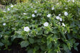Four O Clock Seeds (Mirabilis WHITE) PERENNIAL FLOWERS - Caribbean garden seed