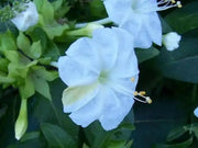 Four O Clock Seeds (Mirabilis WHITE) PERENNIAL FLOWERS - Caribbean garden seed