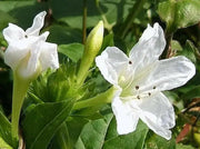 Four O Clock Seeds (Mirabilis WHITE) PERENNIAL FLOWERS - Caribbean garden seed