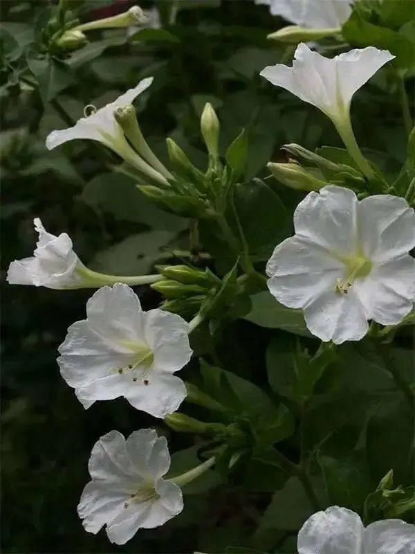 Four O Clock Seeds (Mirabilis WHITE) PERENNIAL FLOWERS - Caribbean garden seed