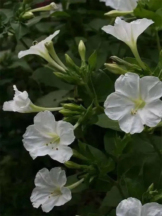 Four O Clock Seeds (Mirabilis WHITE) PERENNIAL FLOWERS - Caribbean garden seed