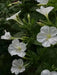 Four O Clock Seeds (Mirabilis WHITE) PERENNIAL FLOWERS - Caribbean garden seed