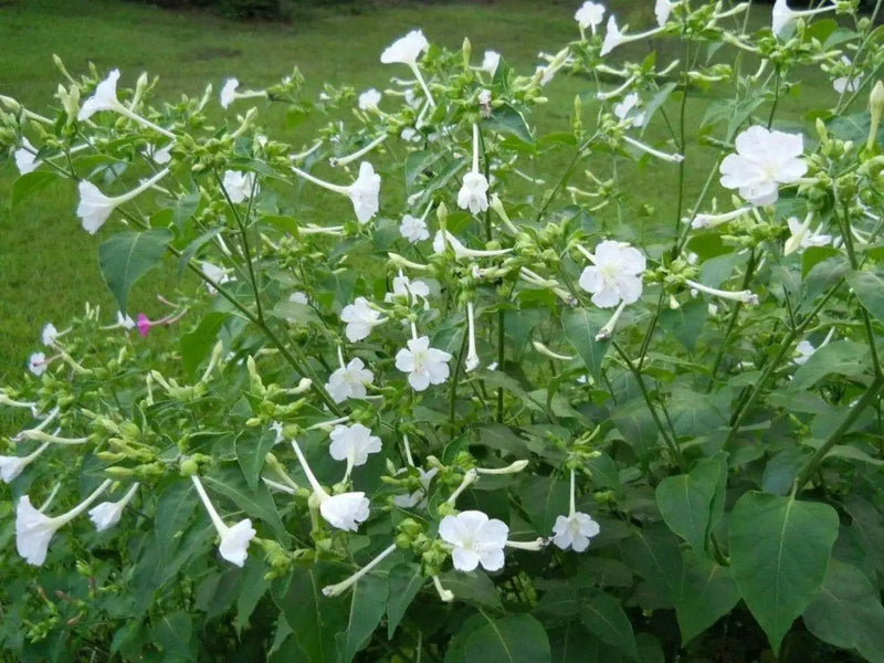 Four O Clock Seeds (Mirabilis WHITE) PERENNIAL FLOWERS - Caribbean garden seed