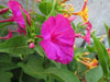 Four O Clock Seeds- ROSE PINK -Mirabilis Jalapa - Caribbean garden seed