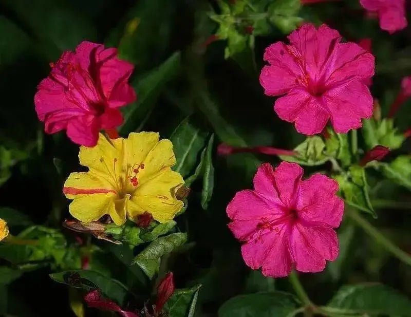 Four O Clock Seeds- ROSE PINK -Mirabilis Jalapa - Caribbean garden seed