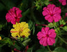 Four O Clock Seeds- ROSE PINK -Mirabilis Jalapa - Caribbean garden seed
