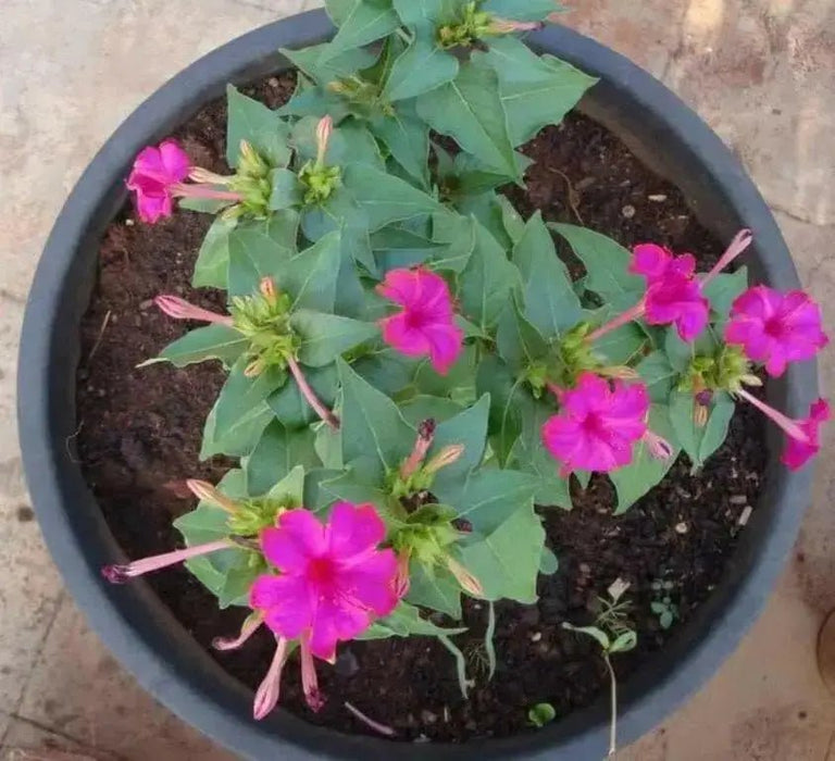 Four O Clock Seeds- ROSE PINK -Mirabilis Jalapa - Caribbean garden seed