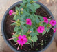 Four O Clock Seeds- ROSE PINK -Mirabilis Jalapa - Caribbean garden seed