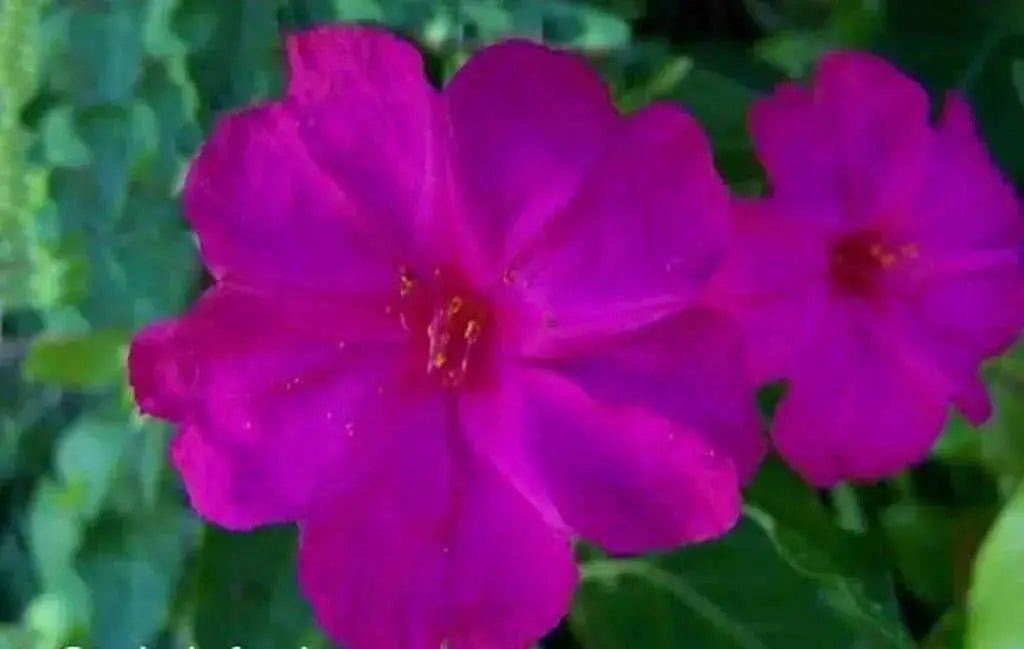 Four O Clock Seeds- ROSE PINK -Mirabilis Jalapa - Caribbean garden seed