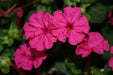 Four O Clock Seeds- ROSE PINK -Mirabilis Jalapa - Caribbean garden seed