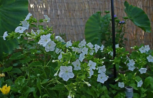 Four OClock Flowers seed,Mirabilis Jalapa Mix ,ANNUAL FLOWERS - Caribbean garden seed