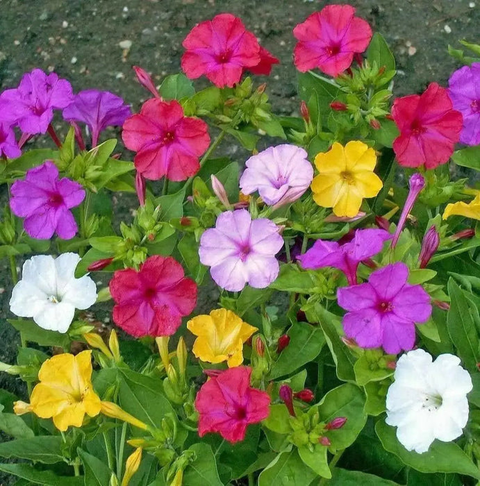 Four OClock Flowers seed,Mirabilis Jalapa Mix ,ANNUAL FLOWERS - Caribbean garden seed