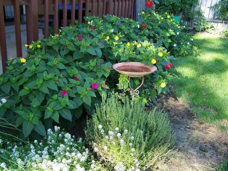 Four OClock Flowers seed,Mirabilis Jalapa Mix ,ANNUAL FLOWERS - Caribbean garden seed