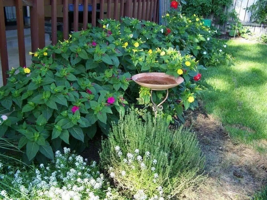Four OClock Flowers seed,Mirabilis Jalapa Mix ,ANNUAL FLOWERS - Caribbean garden seed
