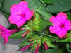 Four OClock Flowers seed,Mirabilis Jalapa Mix ,ANNUAL FLOWERS - Caribbean garden seed