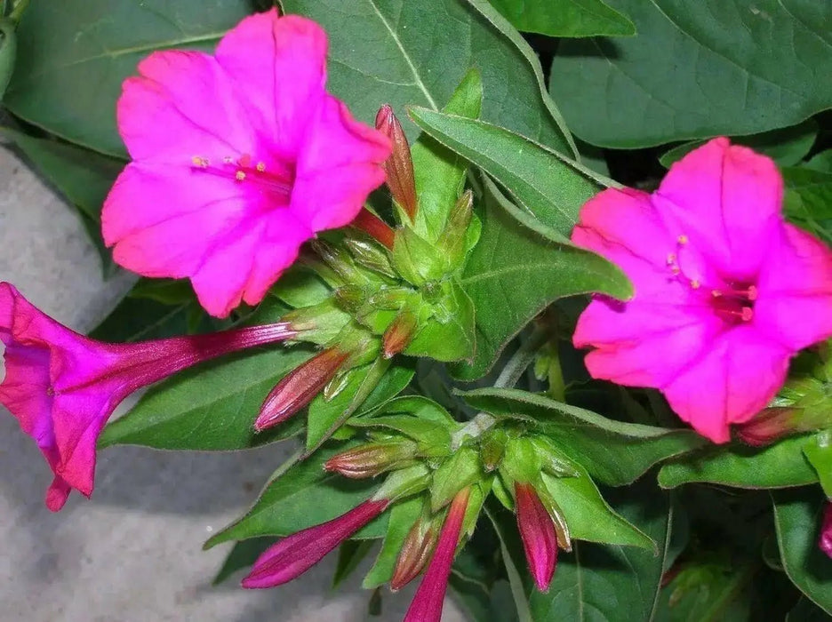 Four OClock Flowers seed,Mirabilis Jalapa Mix ,ANNUAL FLOWERS - Caribbean garden seed