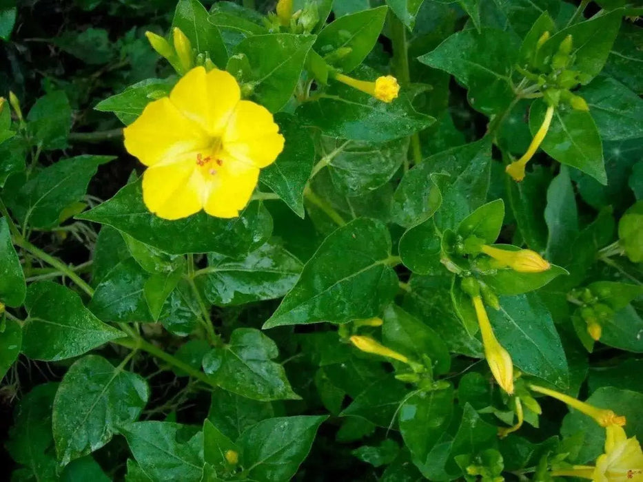 Four OClock Flowers seed,Mirabilis Jalapa Mix ,ANNUAL FLOWERS - Caribbean garden seed