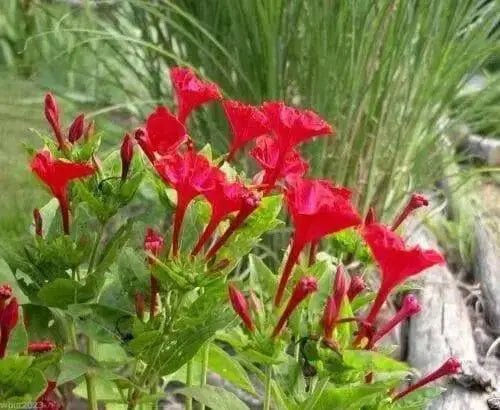 Four O'Clock Seeds - Red (Mirabilis Jalapa) Perennial. - Caribbean garden seed