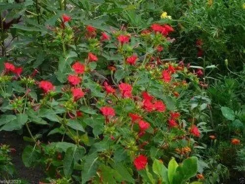 Four O'Clock Seeds - Red (Mirabilis Jalapa) Perennial. - Caribbean garden seed