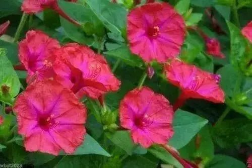 Four O'Clock Seeds - Red (Mirabilis Jalapa) Perennial. - Caribbean garden seed