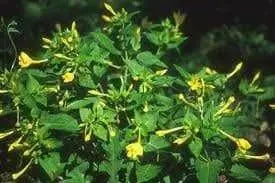 Four O'Clock Seeds - Yellow (Mirabilis Jalapa  Yellow) ANNUAL FLOWERS - Caribbean garden seed