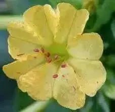 Four O'Clock Seeds - Yellow (Mirabilis Jalapa  Yellow) ANNUAL FLOWERS - Caribbean garden seed