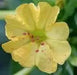 Four O'Clock Seeds - Yellow (Mirabilis Jalapa  Yellow) ANNUAL FLOWERS - Caribbean garden seed