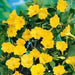 Four O'Clock Seeds - Yellow (Mirabilis Jalapa  Yellow) ANNUAL FLOWERS - Caribbean garden seed