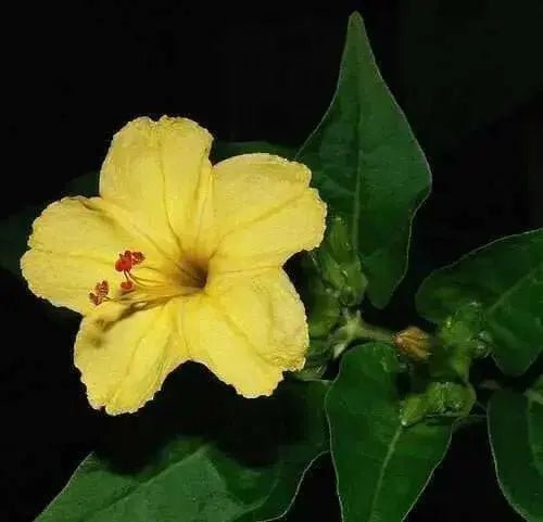 Four O'Clock Seeds - Yellow (Mirabilis Jalapa  Yellow) ANNUAL FLOWERS - Caribbean garden seed