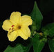 Four O'Clock Seeds - Yellow (Mirabilis Jalapa  Yellow) ANNUAL FLOWERS - Caribbean garden seed