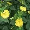Four O'Clock Seeds - Yellow (Mirabilis Jalapa  Yellow) ANNUAL FLOWERS - Caribbean garden seed