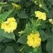 Four O'Clock Seeds - Yellow (Mirabilis Jalapa  Yellow) ANNUAL FLOWERS - Caribbean garden seed