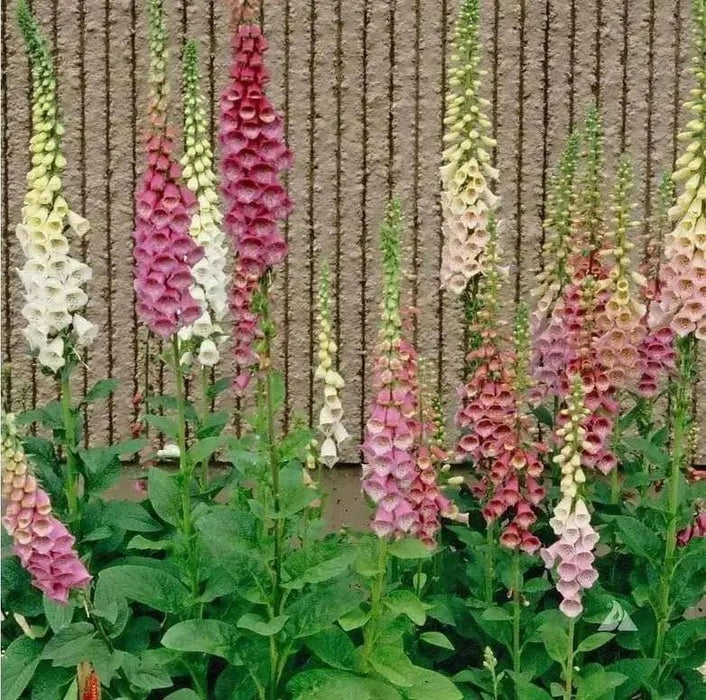 FOXGLOVE MIXED,Flower Seeds,Purple,Cream,Pink,White ! Perfect for the cottage garden or bordering the back of the perennial garden - Caribbean garden seed