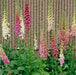 FOXGLOVE MIXED,Flower Seeds,Purple,Cream,Pink,White ! Perfect for the cottage garden or bordering the back of the perennial garden - Caribbean garden seed