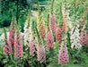 FOXGLOVE MIXED,Flower Seeds,Purple,Cream,Pink,White ! Perfect for the cottage garden or bordering the back of the perennial garden - Caribbean garden seed