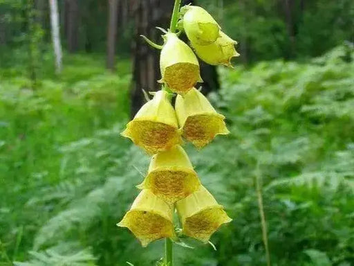 FOXGLOVE MIXED,Flower Seeds,Purple,Cream,Pink,White ! Perfect for the cottage garden or bordering the back of the perennial garden - Caribbean garden seed
