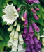 FOXGLOVE SEED MIXED, BIENNIAL FLOWERS.