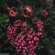 FOXGLOVE SEED MIXED, BIENNIAL FLOWERS.